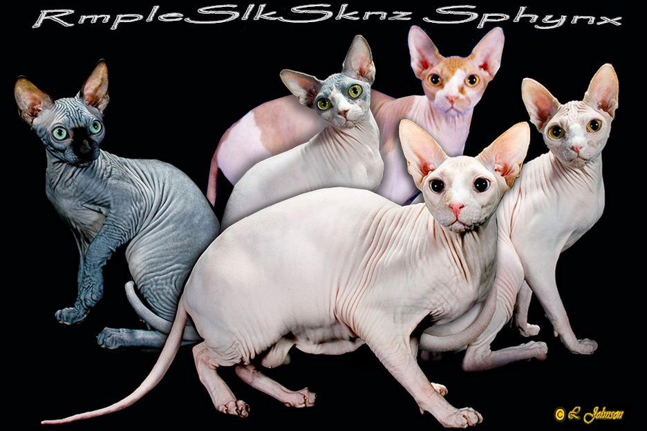 RmplSlkSknz Sphynx
